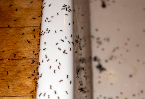 Wasp Removal Services in Norwich, CT