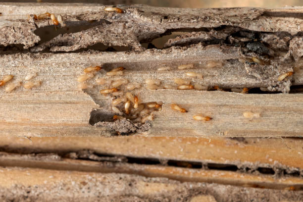 Best Best Pest Control Companies  in Norwich, CT